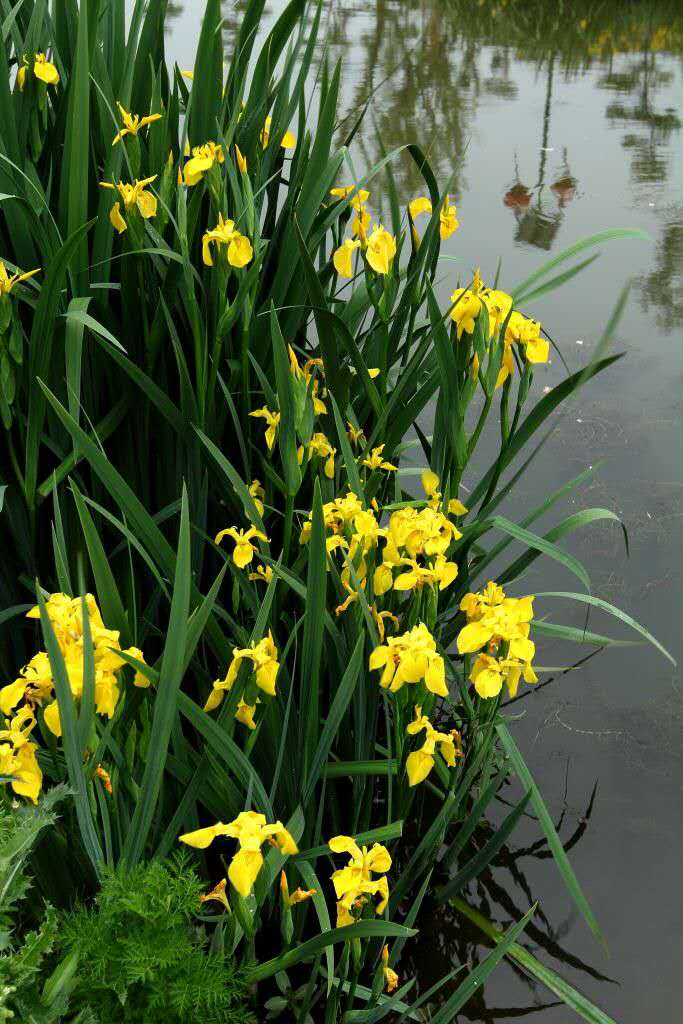 長沙東日園林工程有限公司,長沙園林綠化工程,長沙綠化養(yǎng)護管理 長沙東日園林工程有限公司,長沙園林綠化工程,長沙綠化養(yǎng)護管理