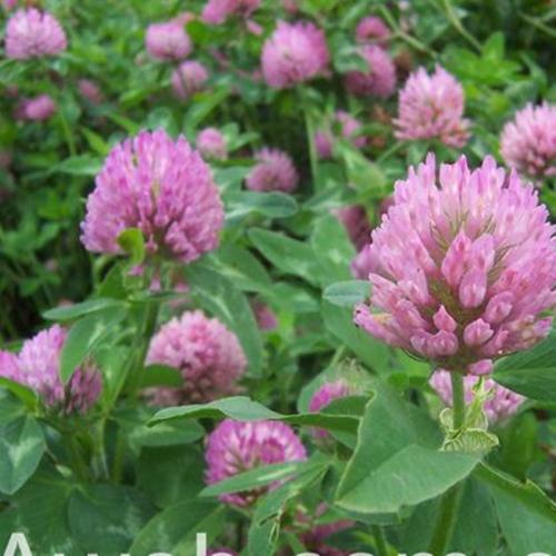 長沙東日園林工程有限公司,長沙園林綠化工程,長沙綠化養護管理 長沙東日園林工程有限公司,長沙園林綠化工程,長沙綠化養護管理